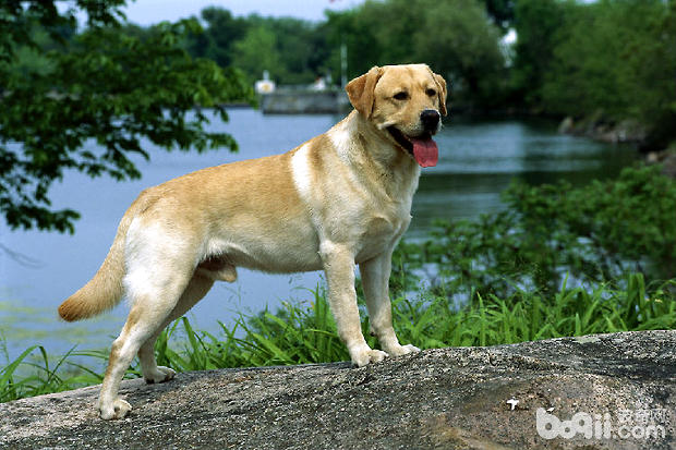 拉布拉多獵犬