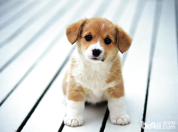 臘腸犬