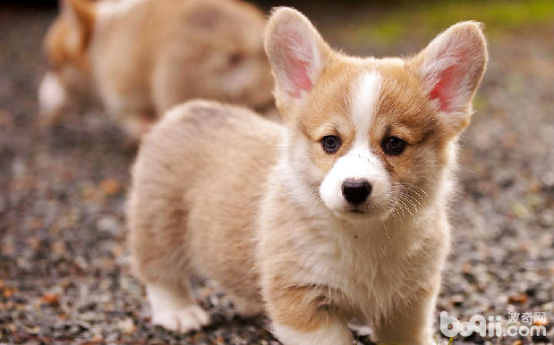 臘腸犬