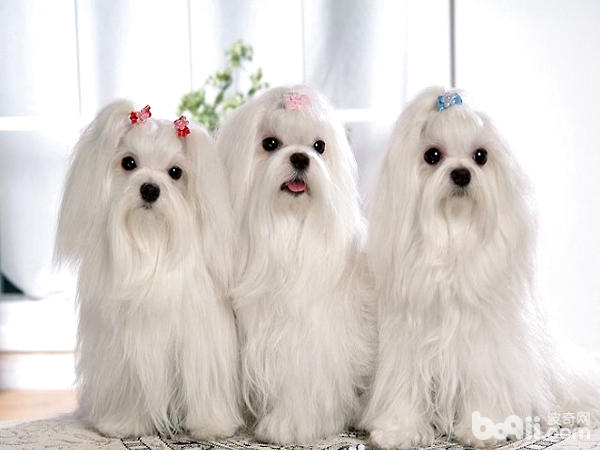 馬爾濟斯犬
