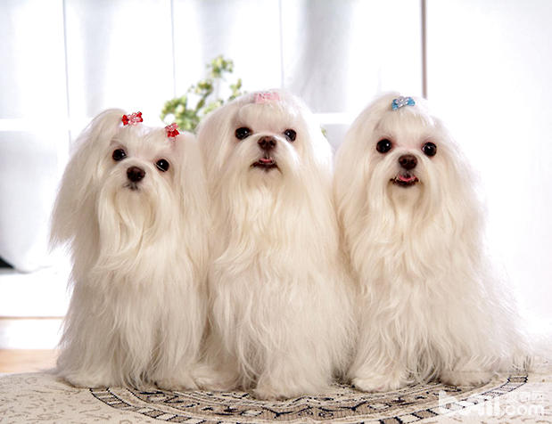 馬爾濟斯犬