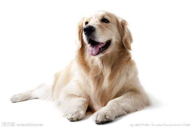 狗狗