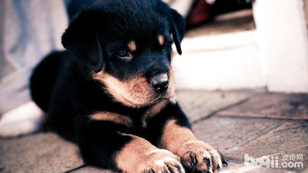 羅威納犬
