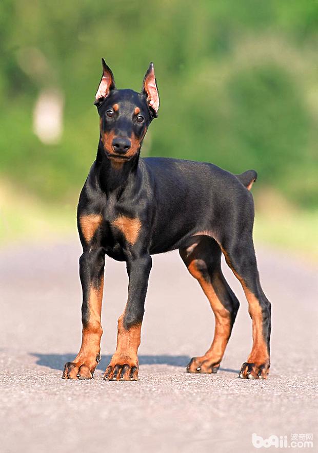 杜賓犬