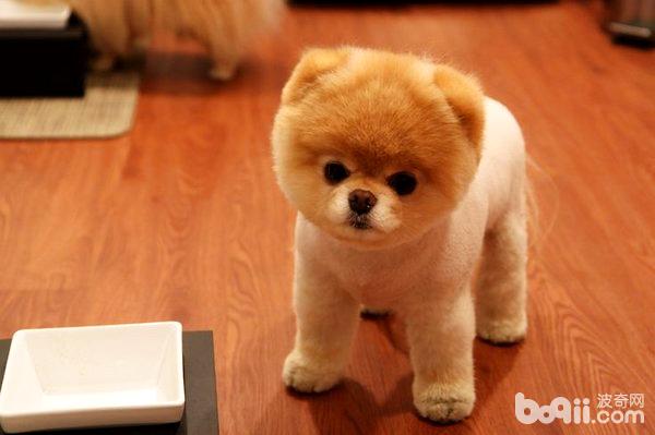 袖珍犬