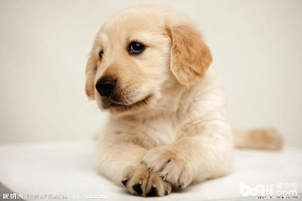金毛犬