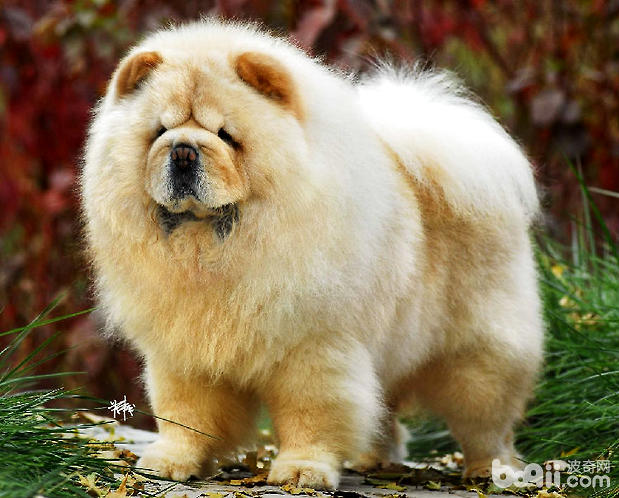 松獅犬
