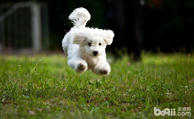 比熊犬