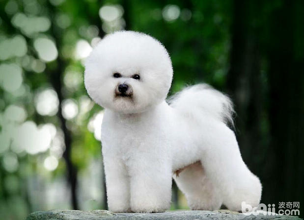 比熊犬