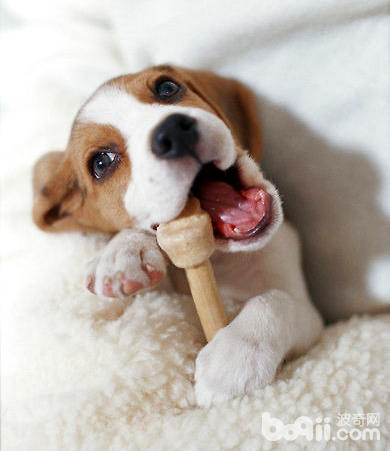 比格犬