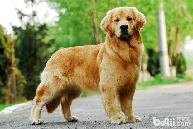 金毛犬