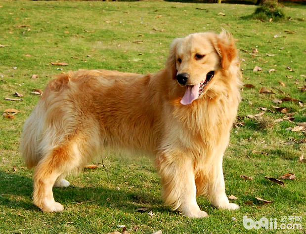 金毛犬