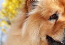 松獅成犬喂養中的六點小知識