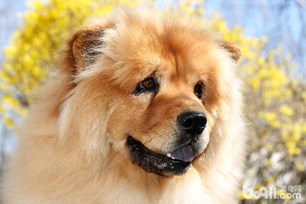 松獅犬