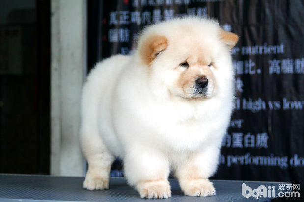 松獅犬
