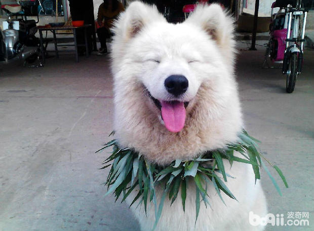 薩摩耶犬
