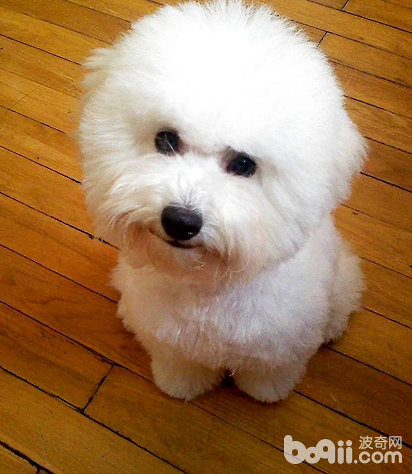 比熊犬