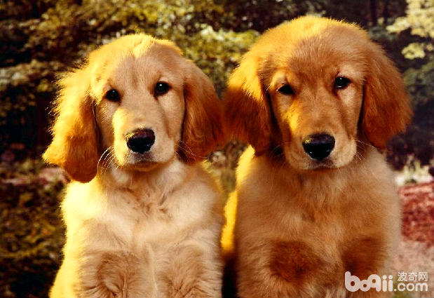 金毛犬