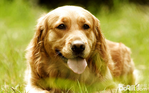金毛犬