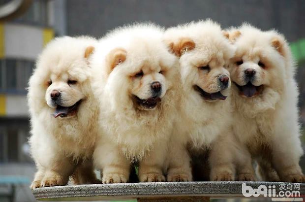 松獅犬