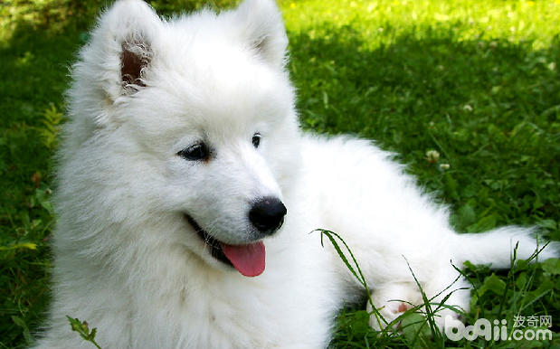 薩摩耶犬