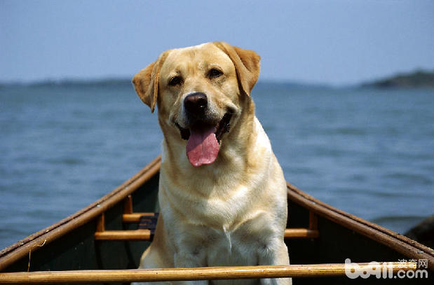 拉布拉多犬