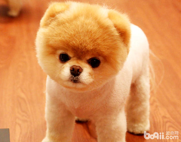 哈多利系博美犬