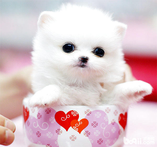 茶杯犬