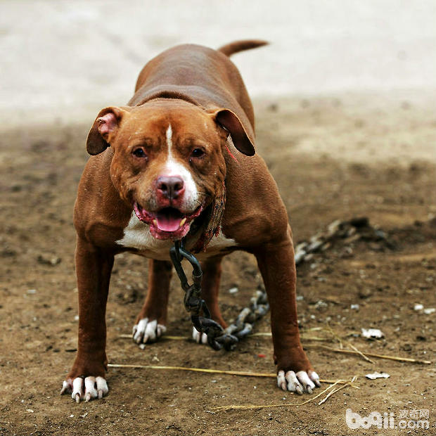 比特犬