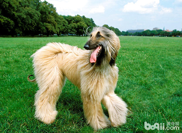 阿富汗獵犬