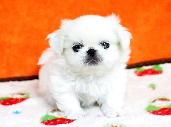 京巴犬
