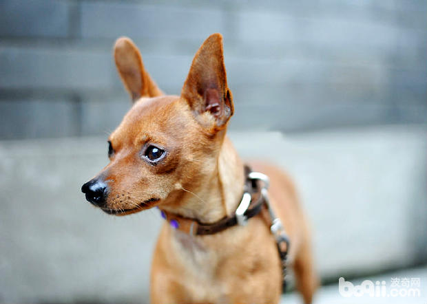 小鹿犬品種介紹