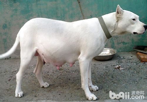 杜高犬