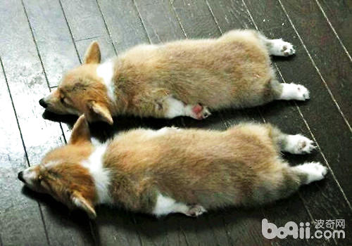 柯基犬