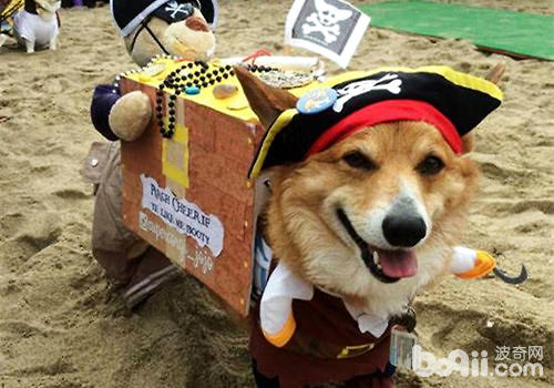 柯基犬