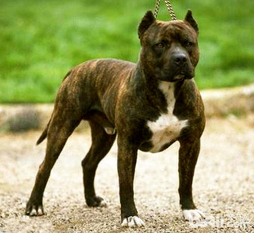 凶猛的比特犬
