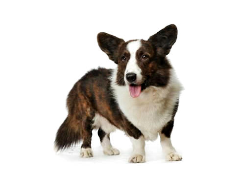 卡迪根威爾士柯基犬 