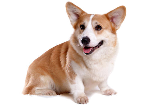 彭布羅克威爾士柯基犬