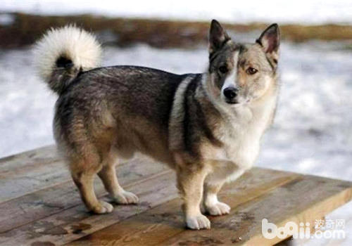 瑞典柯基犬