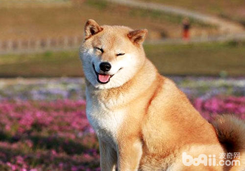 柴犬
