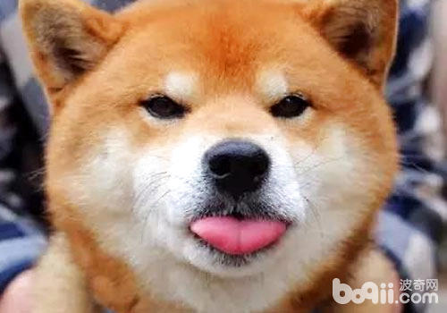柴犬
