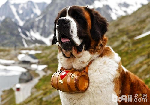 聖伯納犬