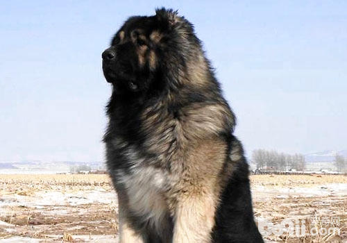 高加索犬