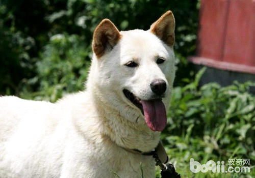 珍島犬