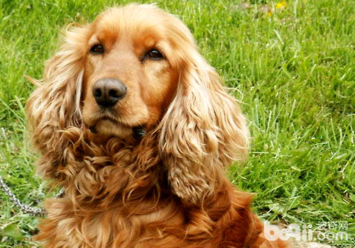 可卡犬