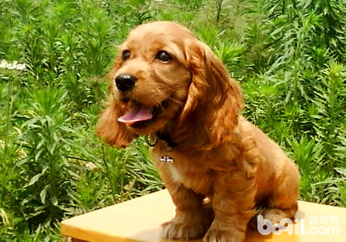 可卡犬