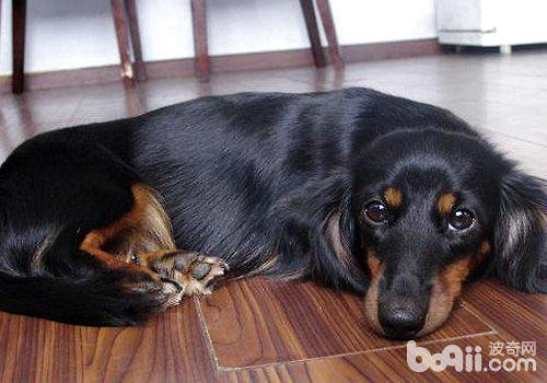 臘腸犬