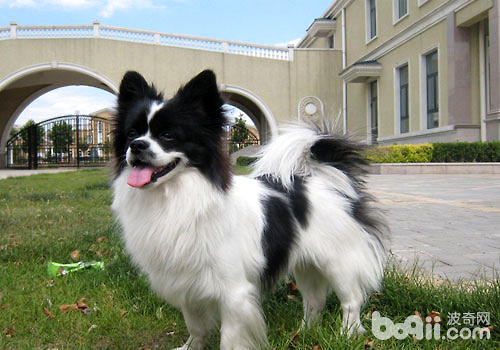 蝴蝶犬