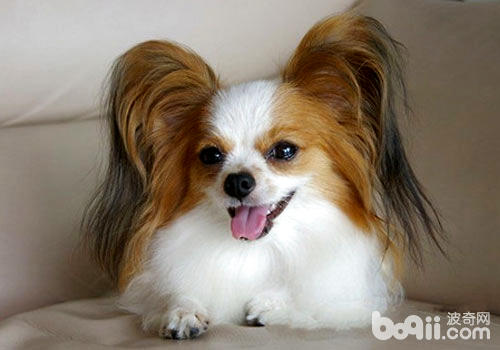 蝴蝶犬