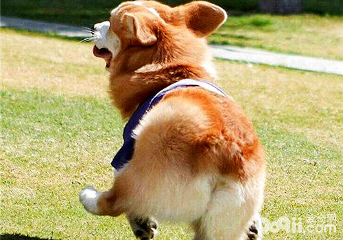 柯基犬